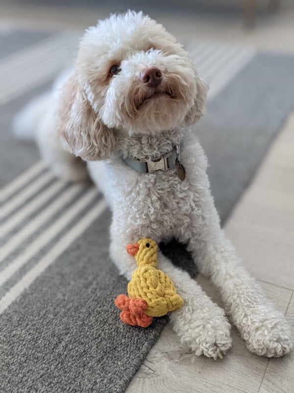 Duck Rope Dog Toy