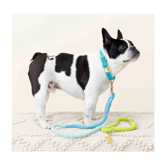 Pink Papyrus Cotton Rope Alexandria Blue Green Ombre Dog Leash