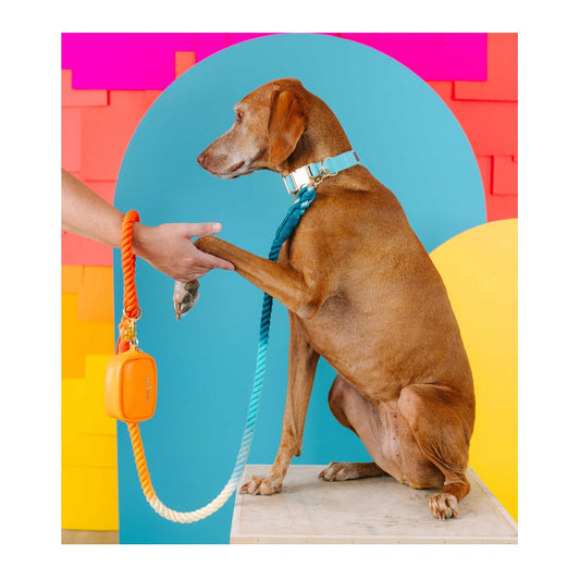 Pink Papyrus Cotton Rope Beau Orange Blue Ombre Dog Leash