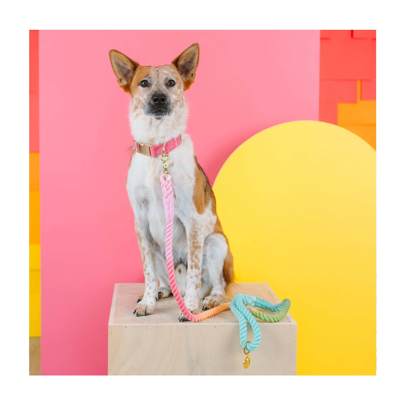 Pink Papyrus Cotton Rope Halston Pastel Rainbow Ombre Dog Leash