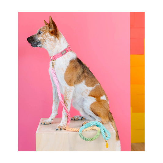 Pink Papyrus Cotton Rope Halston Pastel Rainbow Ombre Dog Leash