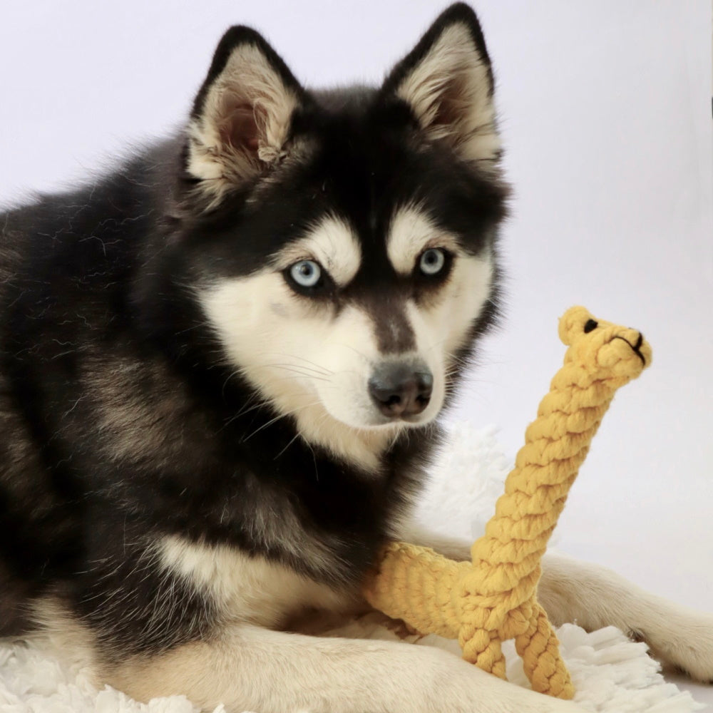 Giraffe Rope Dog Toy