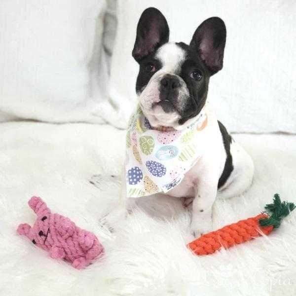 Rabbit Rope Dog Toy