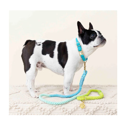Pink Papyrus Cotton Rope Alexandria Blue Green Ombre Dog Leash