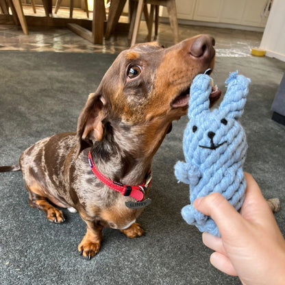 Rabbit Rope Dog Toy